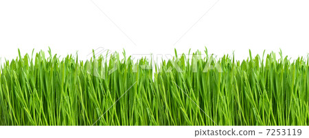 green grass with water drops on white 7253119