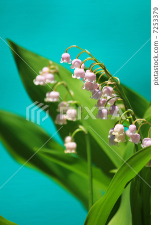 粉紅色的鈴蘭 7253379