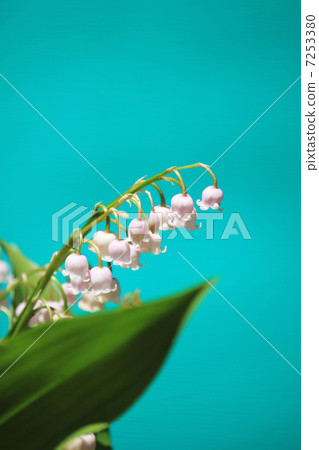 粉紅色的鈴蘭 7253380