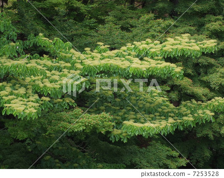 什麼是猴子樹 7253528