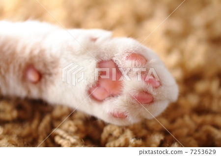 Cat paws 7253629