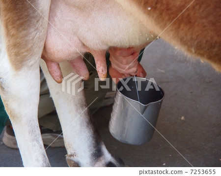 Milking with milk Milking with milk 7253655