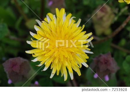 白色香蕉蒲公英 白色香蕉蒲公英 7253928