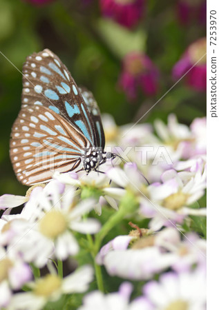 蝴蝶的天堂 7253970