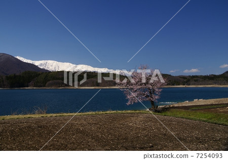 Shinshu Aoki Lake and a single cherry tree 7254093