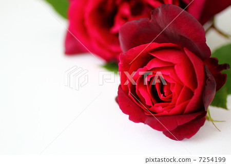 玫瑰“俄克拉荷馬” 玫瑰“俄克拉荷馬” 7254199