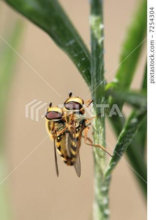 果醬飛蠅 7254304