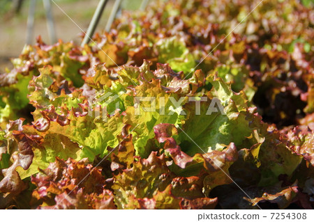 sunny lettuce sunny lettuce 7254308