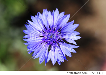 矢車菊 矢車菊 7254311