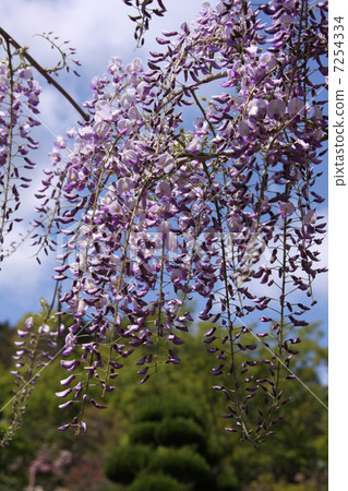  紫藤花 7254334