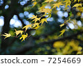 Autumn leaves 7254669