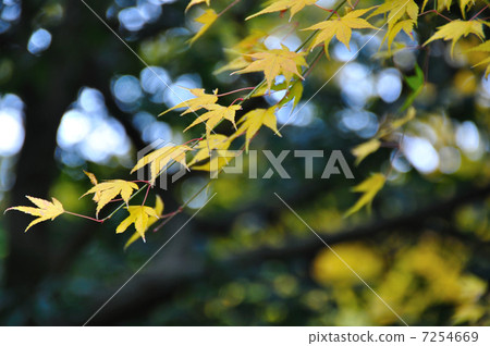 Autumn leaves 7254669