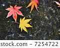 Autumn leaves 7254722