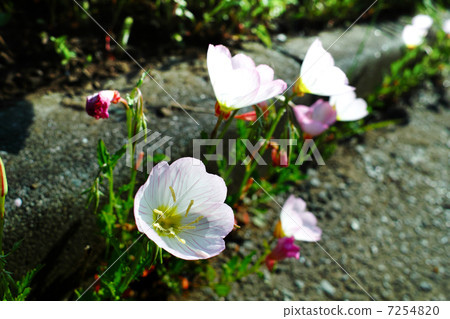 Hiltzakimusuki Hiltzakimusuki 7254820