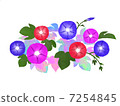 Morning glory in watercolor style 7254845