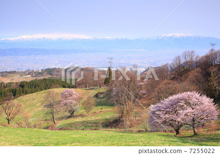 大山山櫻桃樹和月山 大山山櫻桃樹和月山 7255022