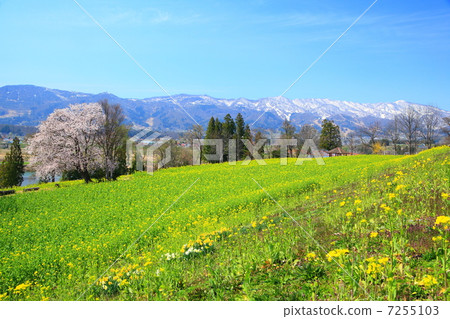 強姦花和Sekida山在長野縣飯山市 7255103
