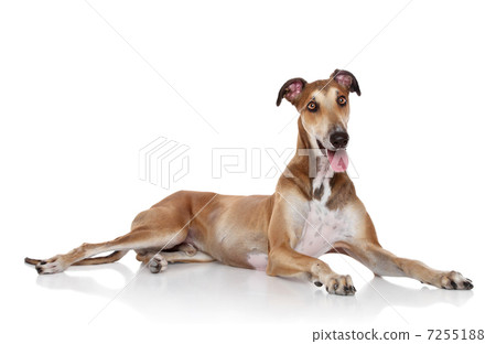 Greyhound dog posing white background Greyhound dog posing white background 7255188