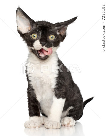 Devon-Rex kitten on white background Devon-Rex kitten on white background 7255192