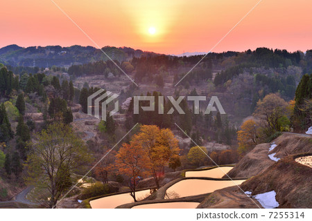 Rice terrace in the morning glow 7255314