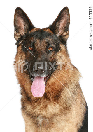 German Shepherd dog closeup portrait on a white background 7255354