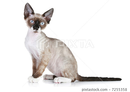 Devon rex cat close-up portrait 7255358