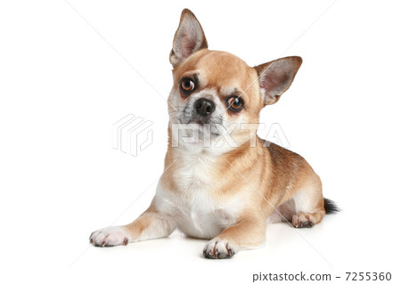 Adult Chihuahua on a white background Adult Chihuahua on a white background 7255360