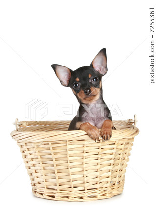 Funny Toy Terrier puppy in watled basket Funny Toy Terrier puppy in watled basket 7255361