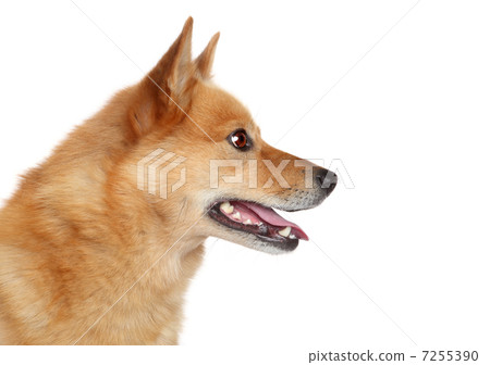 Finnish spitz. Side portrait Finnish spitz. Side portrait 7255390