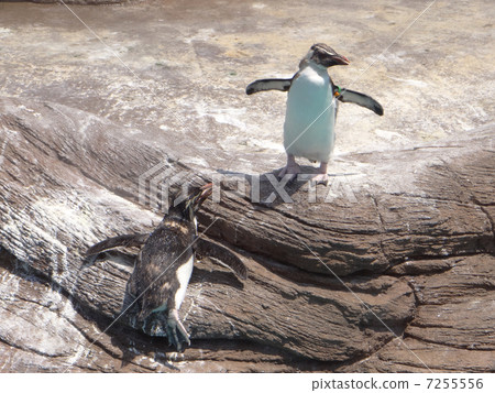 Penguin 7255556