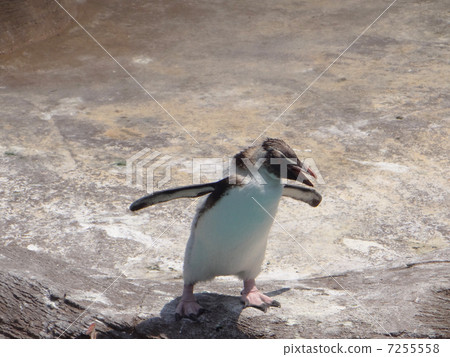 Penguin Penguin 7255558
