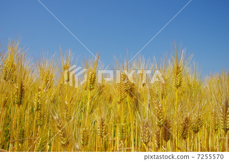 麥田 麥田 7255570