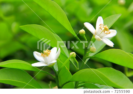 普通話白花 普通話白花 7255590