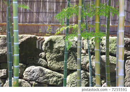 Ishigaki和Mosake Bamboo Ishigaki和Mosake Bamboo 7255591