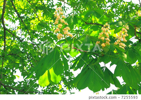 Toshinoki的白花 Toshinoki的白花 7255593