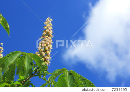藍天和栗子花 藍天和栗子花 7255595