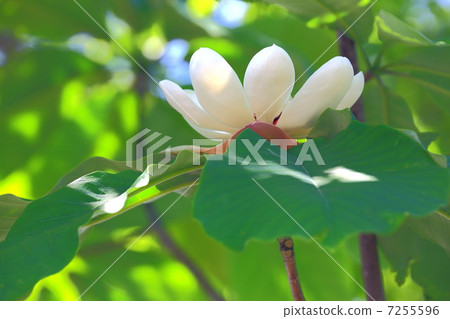 白花白花 白花白花 7255596