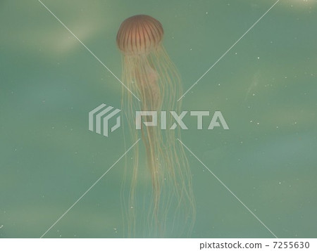 海蜇 7255630