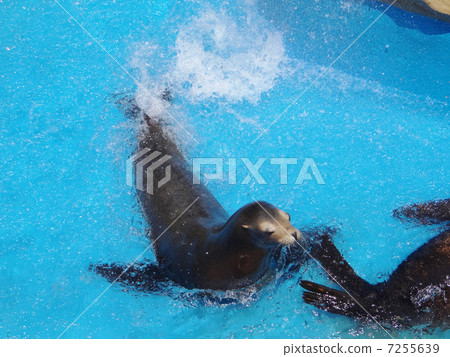 Sea lion 7255639
