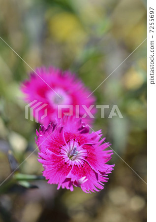 Dianeus (Nadesico) Dianeus (Nadesico) 7255697