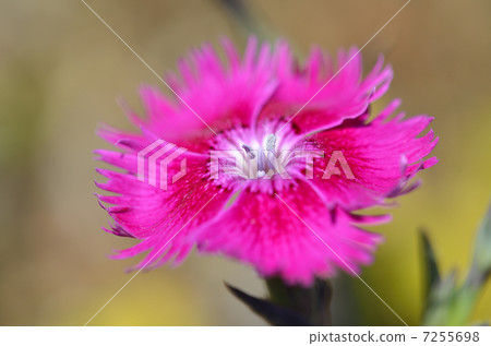 Dianeus (Nadesico) 7255698