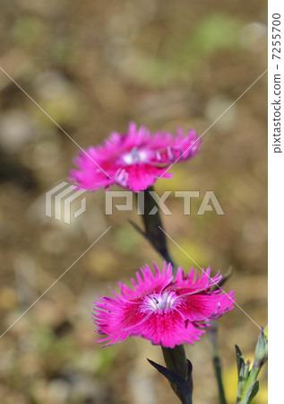 Dianeus（Nadesico） 7255700