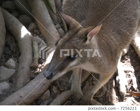 Wallaby Wallaby 7256221