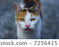Cute cat 7256415