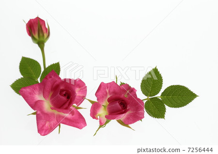 紅色微型玫瑰的安排 7256444