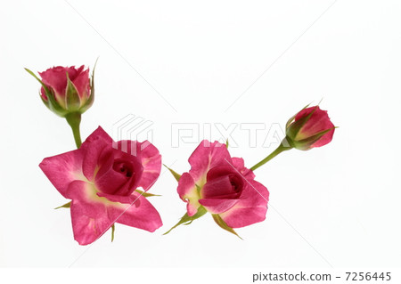 紅色微型玫瑰的安排 7256445