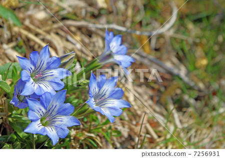 Tateyama Gentian 7256931