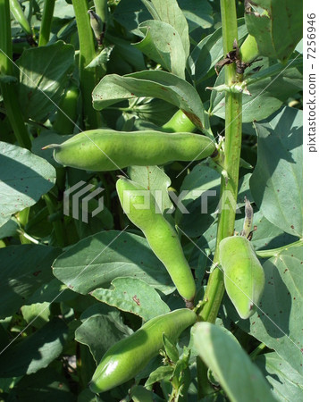 蠶豆 蠶豆 7256946