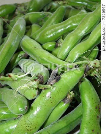 蠶豆 蠶豆 7256947