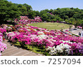 Nishiyama park azalea 7257094